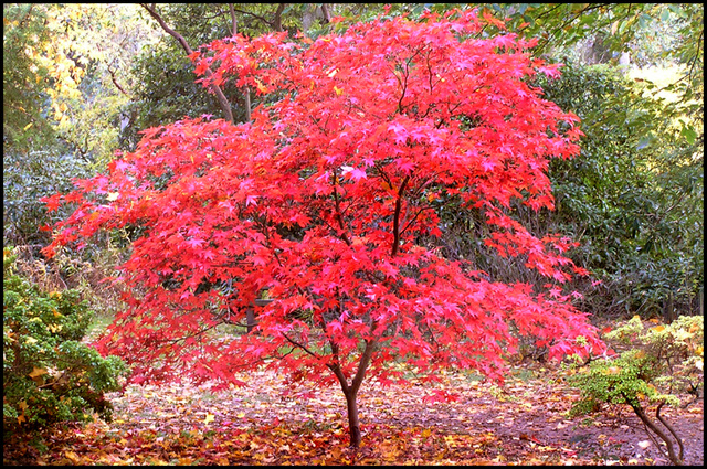 Westonbirt Arboretum #1