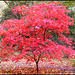 Westonbirt Arboretum #1