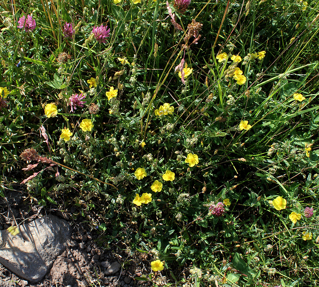 Helianthemum nummularium- Hélianthemum commun