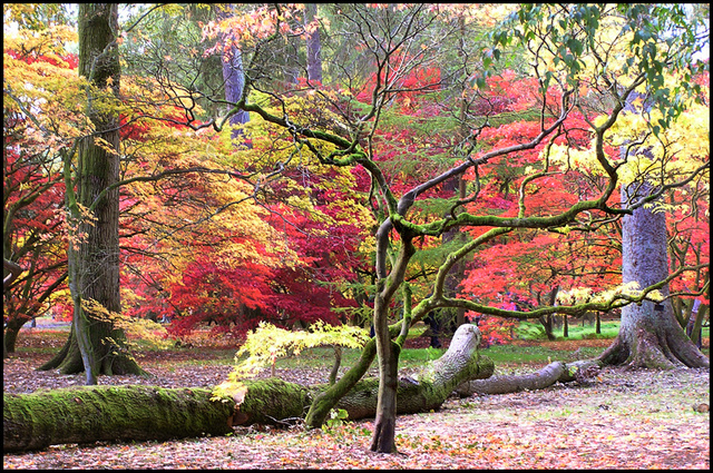 Westonbirt Arboretum #2