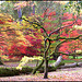 Westonbirt Arboretum #2