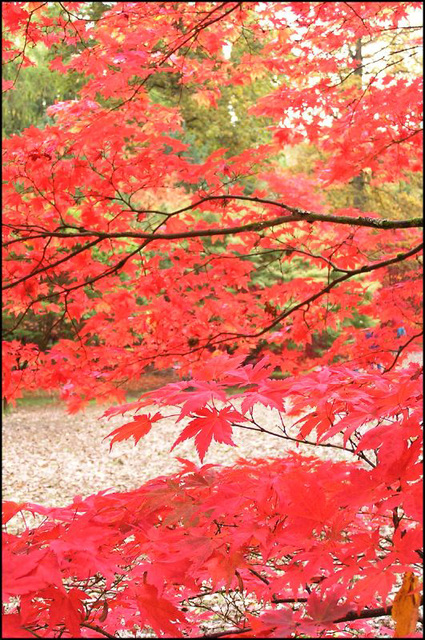 Westonbirt Arboretum #4