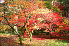 Westonbirt Arboretum #3