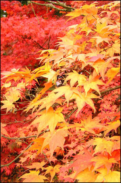 Westonbirt Arboretum #5