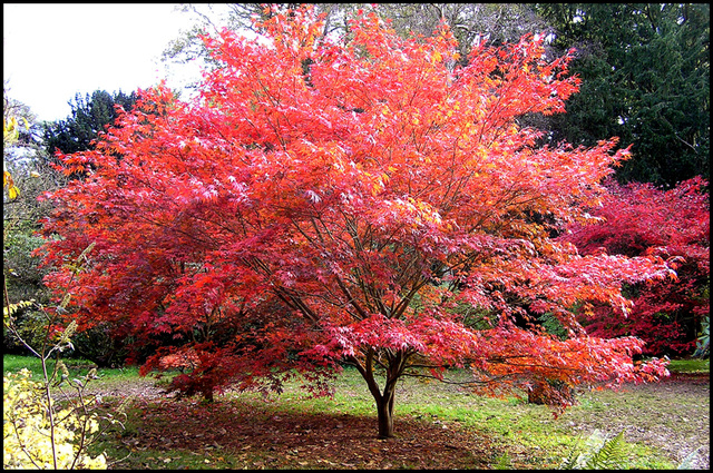 Westonbirt Arboretum #7