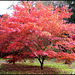 Westonbirt Arboretum #7