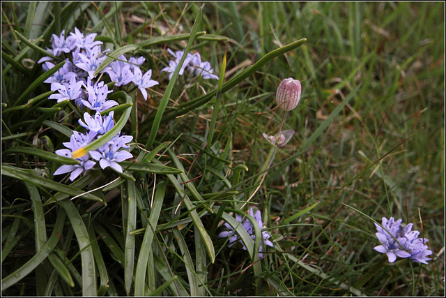 Wild Flowers