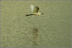 Little Egret in flight