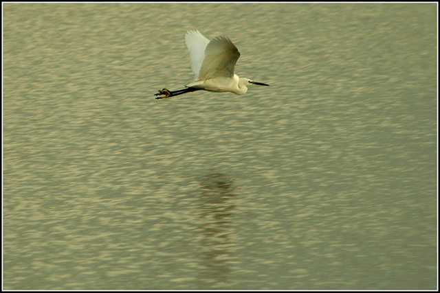 Little Egret in flight