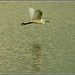 Little Egret in flight