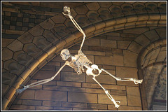 Flying Monkey Skeleton!