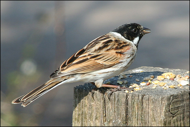 reed bunting