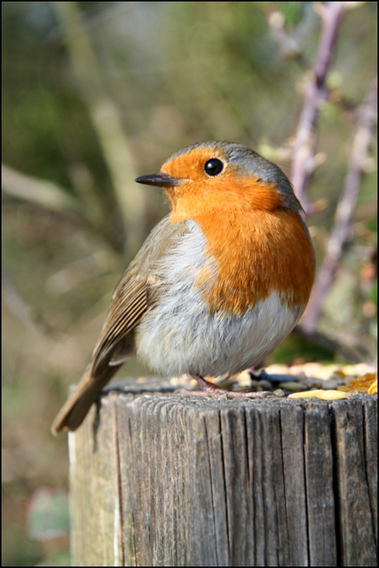 red breast