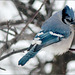 Chilled Jay