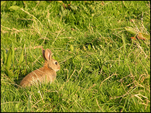 wabbit