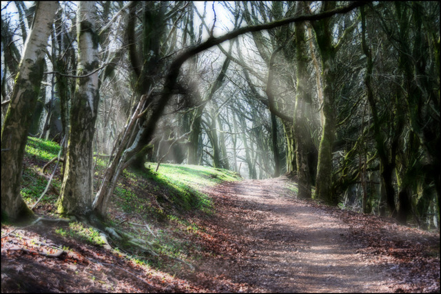 forest walk