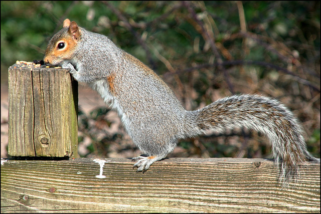 tree rat