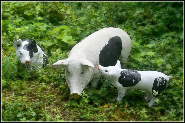 Concrete Pigs!