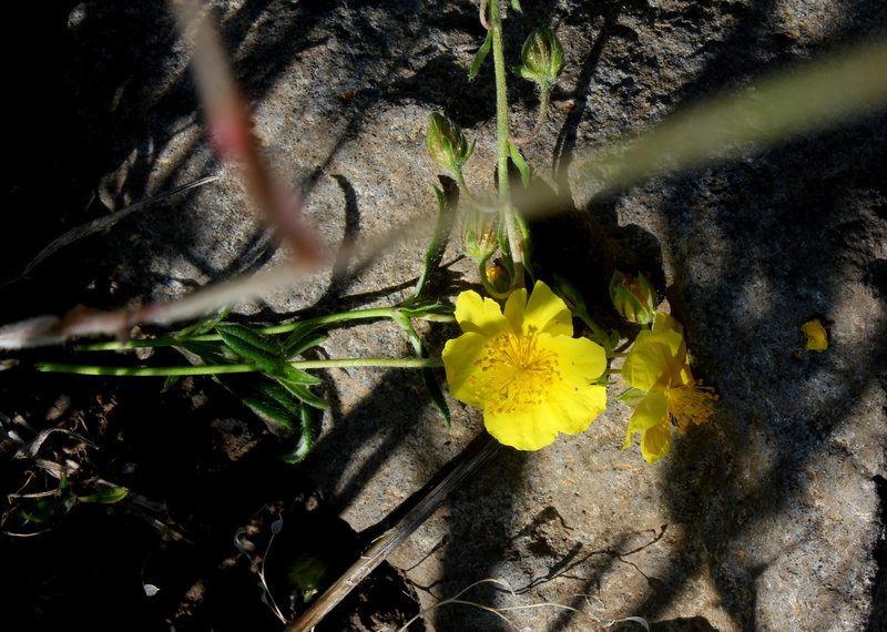 Helianthemum nummularium- Hélianthemum commun