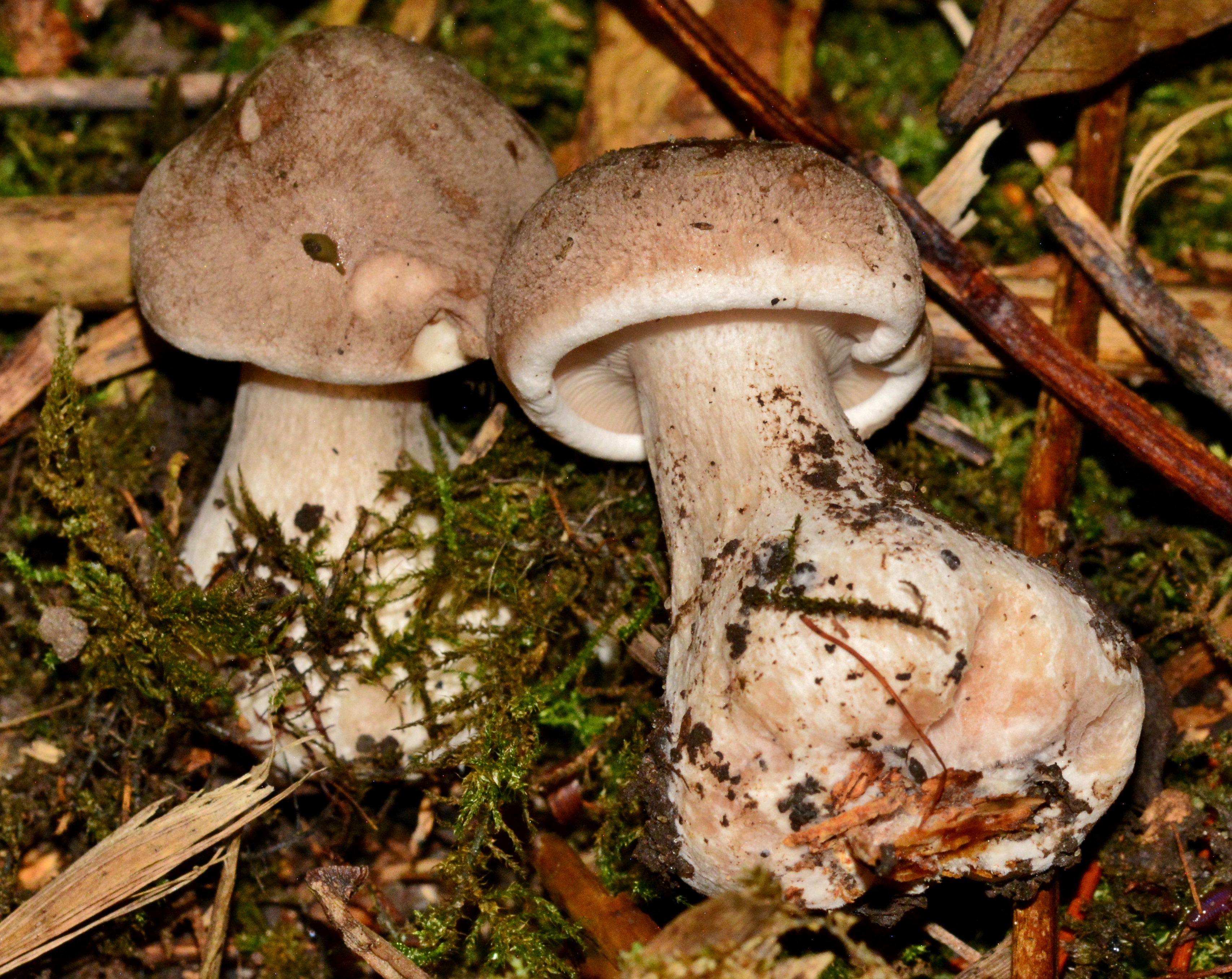 DSC 0016