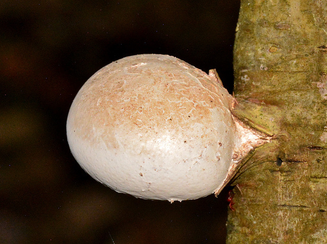 Young Birch Polypore bursting through tree trunk!!