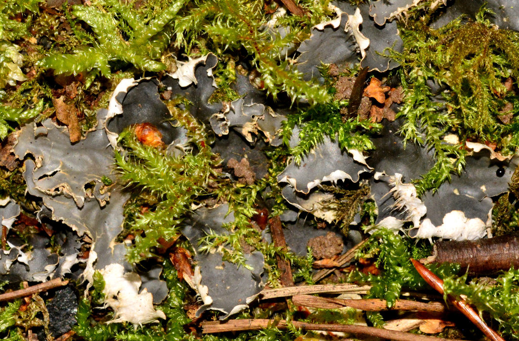 Dog Tooth Lichen