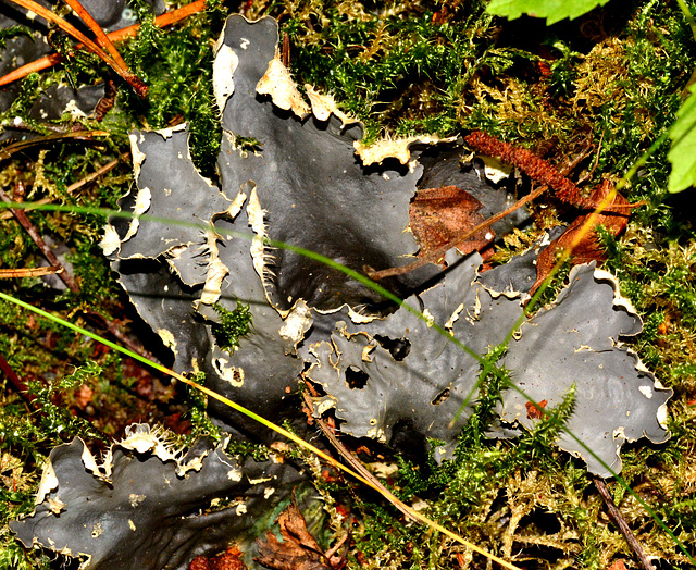 Dog Tooth Lichen