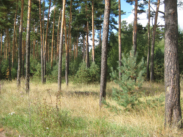 Märkischer Kiefernwald bei Kallinchen