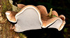 Birch Polypore
