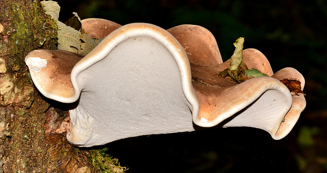 Birch Polypore