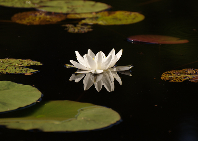 Waterlily