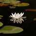 Waterlily