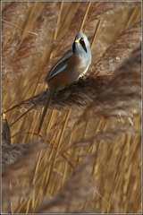 Bearded Tit