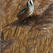 Bearded Tit