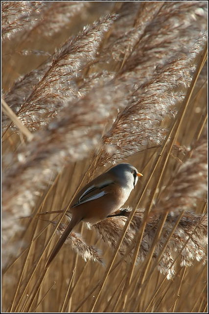 Reed Balancer