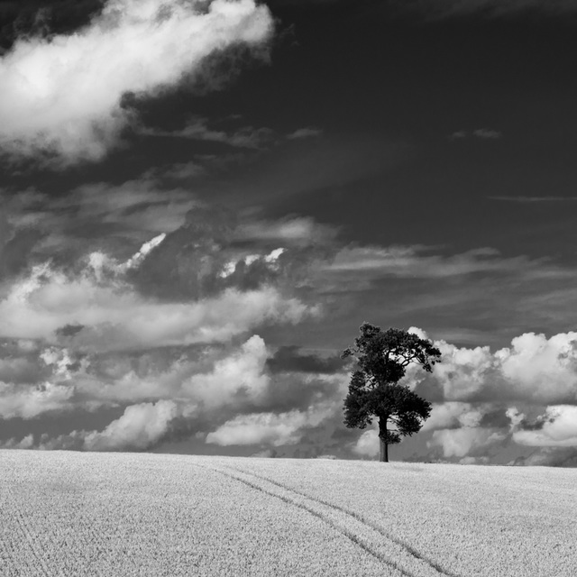 A square tree in Hertfordshire