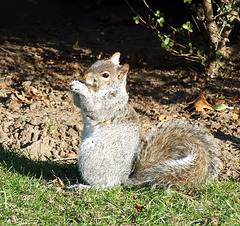 Squirrel in Forest Hills Gardens, January 2008