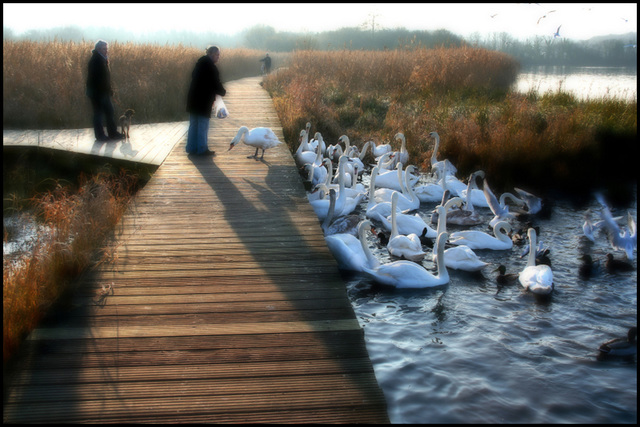 feeding frenzy!