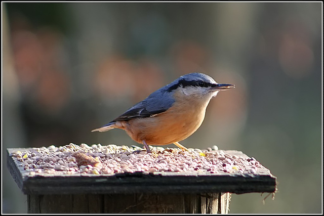 Nuthatch