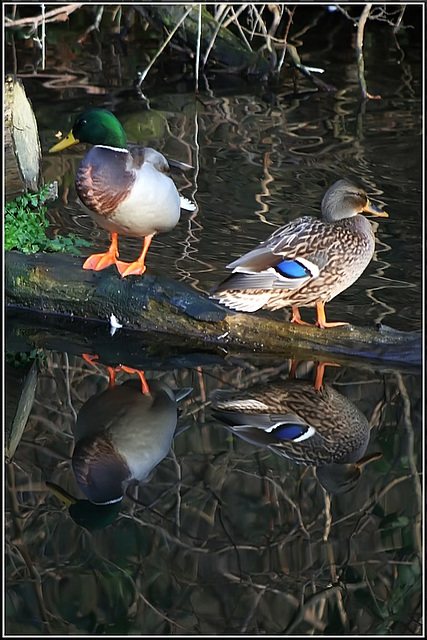 Reflected Ducks