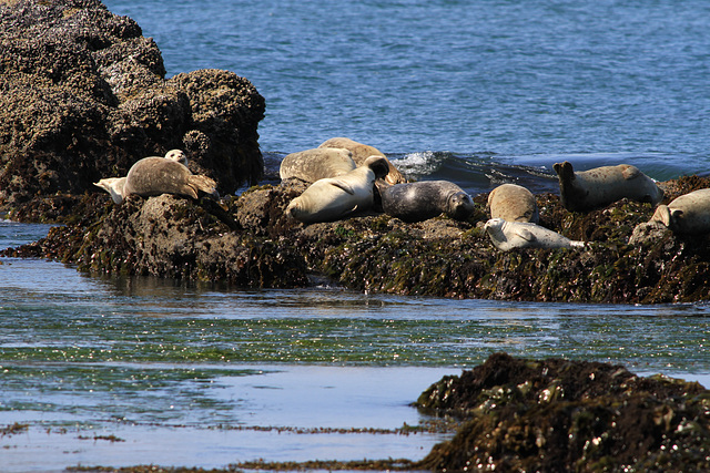 Harbor Seals