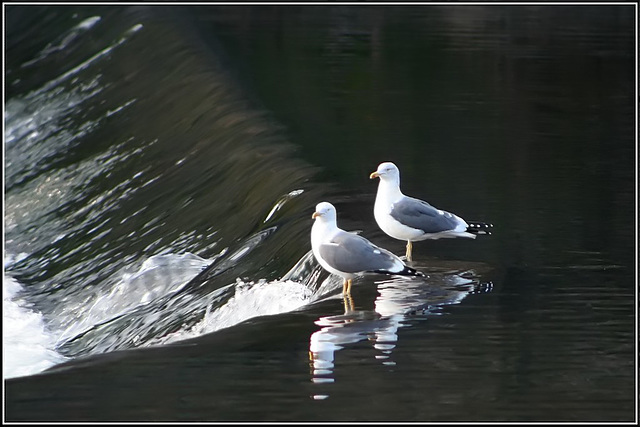 Weir'd Gulls