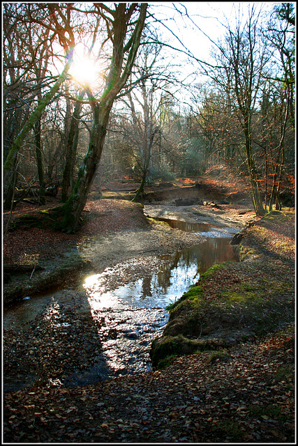 Forest light