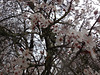 le printemps à PONT AVEN,