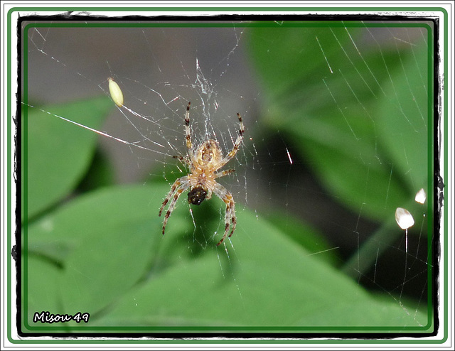 MON JARDIN