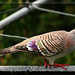 Teeter Totter - Crested Pigeon (Ocyphaps lophotes)