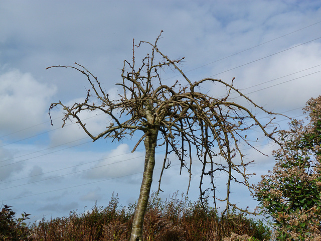 Branches everywhere