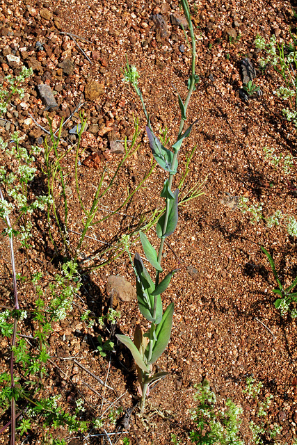 Arabis tourette
