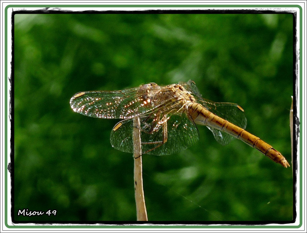 MON JARDIN