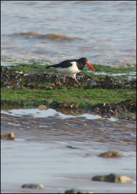 oystercatcher